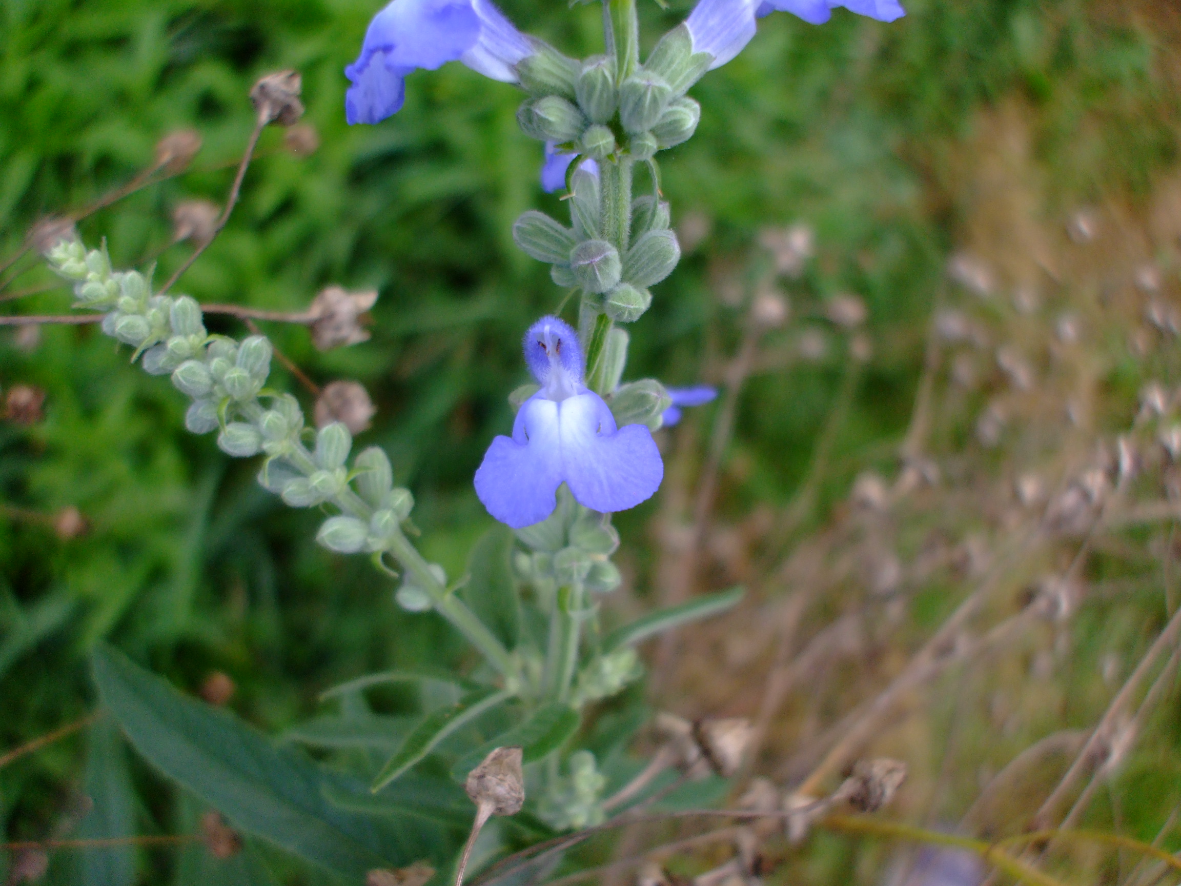 Salvia azurea